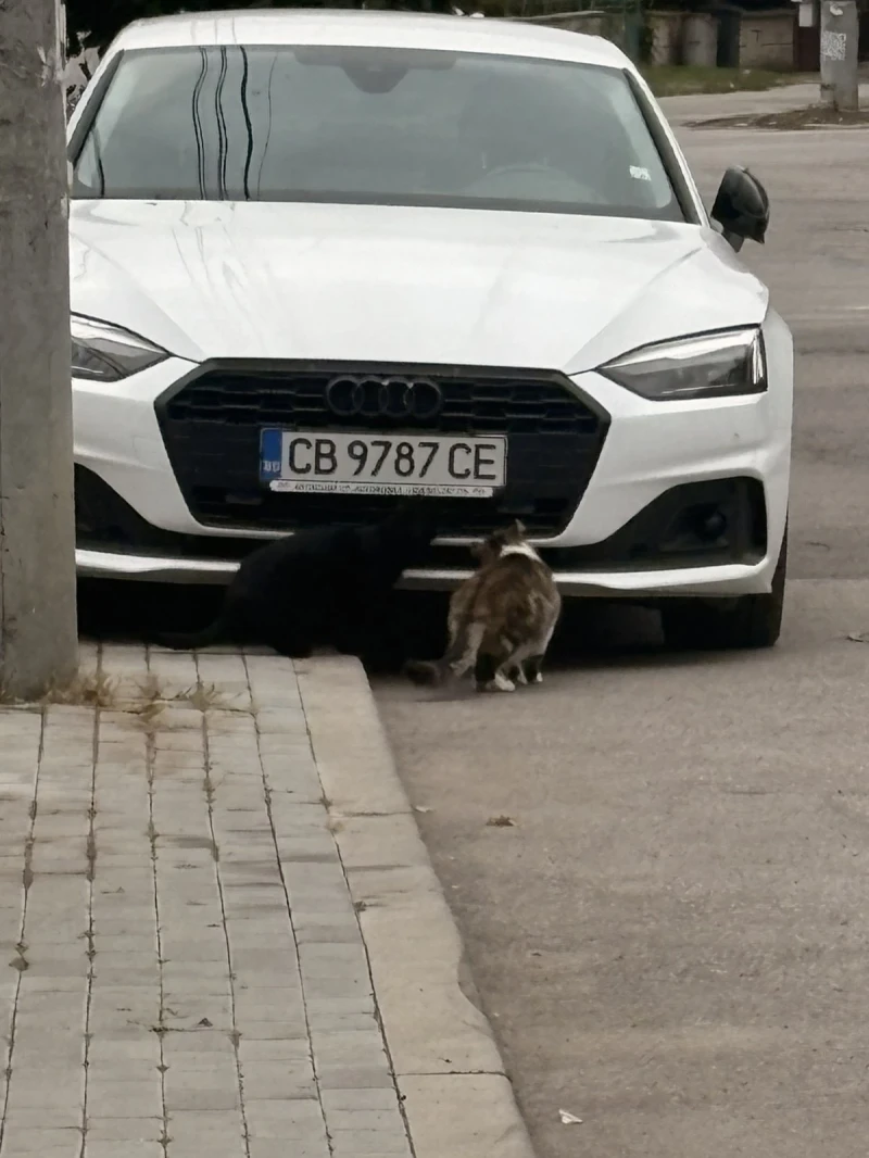 Audi A5 Audi A5 G-tron бензин/метан - 24099 € / 47133.55 лв. - 42774369 1 | Car24.bg Audi A5 Audi A5 G-tron бензин/метан - 24099 € / 47133.55 лв. - 42774369 1