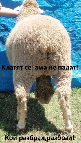 Porsche 928 S2, снимка 12