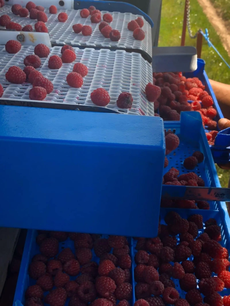 Специализирани машини Машини за лозя/овошки Korvan 9000, снимка 12 - Селскостопанска техника - 53189832