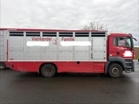 Man Tgs 26 480 EURO 6 6X2 За превоз на крави и телета | Auto.bg — изображение 4