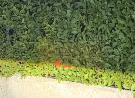 BMW X5 3xd HUD* MASSAGE* KEYLESS, снимка 12