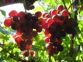  �������� ������  | Mobile.bg � ����������� 4