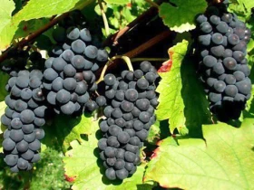  �������� ������  | Mobile.bg � ����� ������ 2