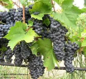  �������� ������  | Mobile.bg � ����������� 5