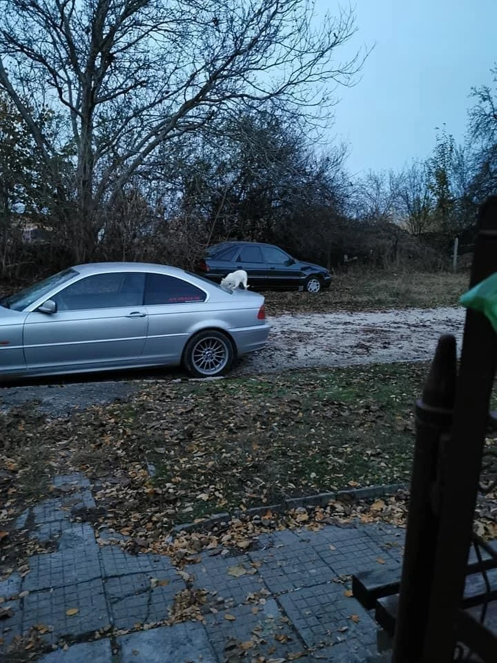 BMW 323, снимка 15 - Автомобили и джипове - 54481202