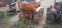 Обява за продажба на Трактор Landini Ландини 35 с фреза и фиат 55 кс ~7 600 лв. - изображение 11